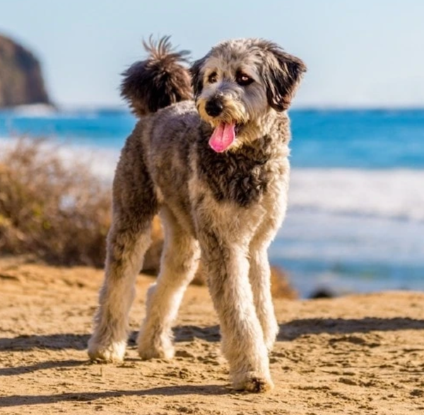 Aussiedoodle (Australian Shepherd x Poodle)